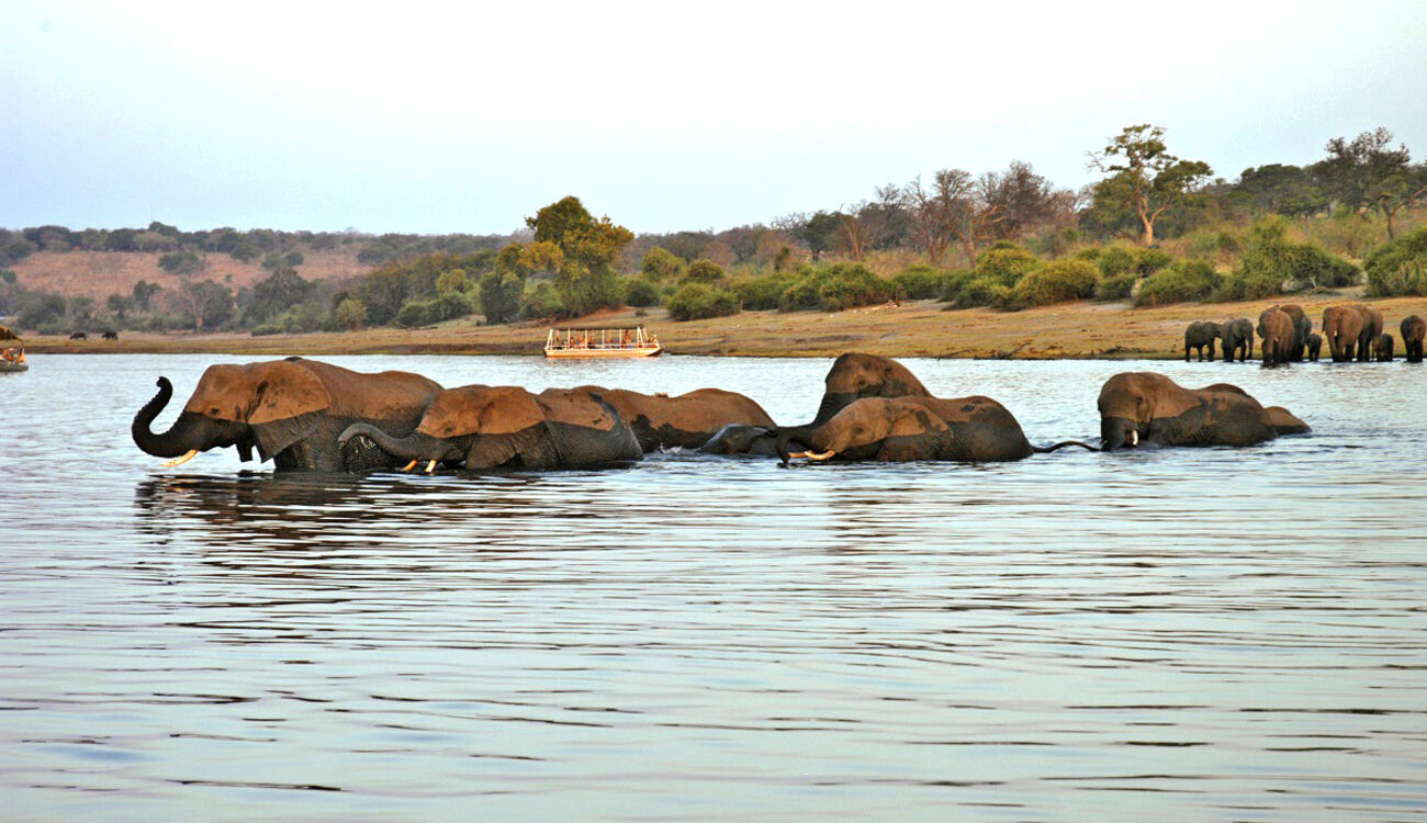 elephants crossing river 